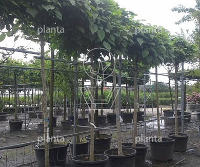 hoogstamboom, stamomtrek 18-20 cm, in pot