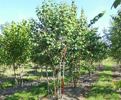 250 tot 300 cm hoog, meerstammig, draadkluit