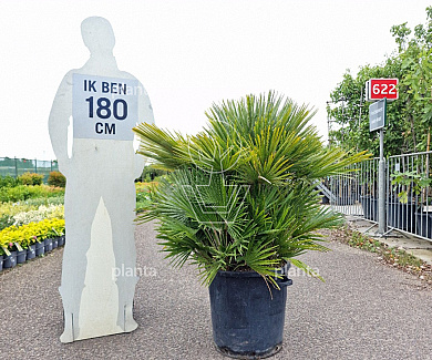 60 tot 80 cm hoog, pot 35 liter