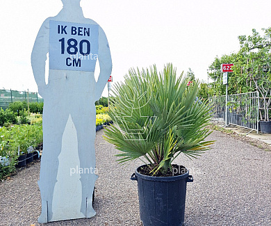 solitaire plant, 80 tot 100 cm hoog, pot 30 liter