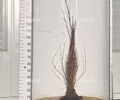  60- 100, W, 1+1 (PER 25, PRIJS/STUK)