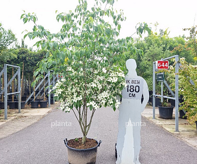 200-250, CONT, MRSTAM