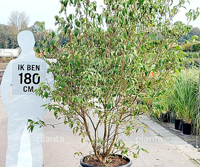 200-250, CONT, MRSTAM