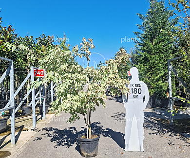 175-200, CONT, MRSTAM