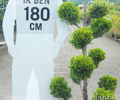pompon, 150 tot 175 cm hoog, in pot