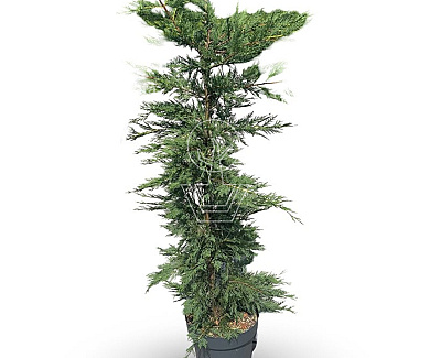 175 tot 200 cm hoog, pot 12 liter