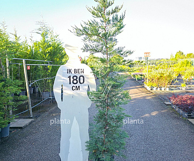175 tot 200 cm hoog, pot 12 liter