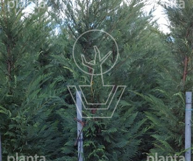 200 tot 250 cm hoog, pot 25 liter