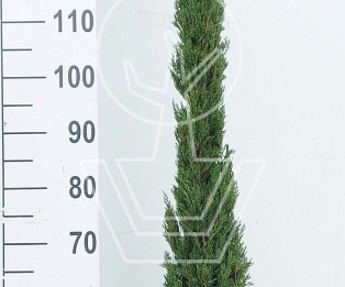 150 tot 175 cm hoog, pot 20 liter