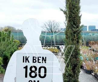 200 tot 250 cm hoog, pot 30 liter
