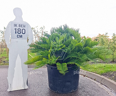 solitaire plant, in pot