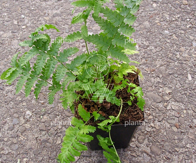 Pot 9 cm