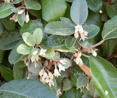 80 tot 100 cm hoog, pot 10 liter