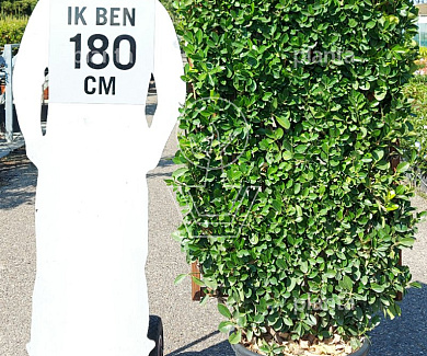laagstam leiboom, rek (BxH) 70 x 120 cm