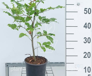 60 tot 80 cm hoog, pot 3 liter
