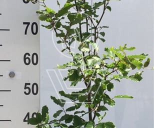 80 tot 100 cm hoog, pot 3 liter