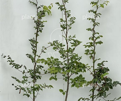 100 tot 125 cm hoog, pot 5 liter