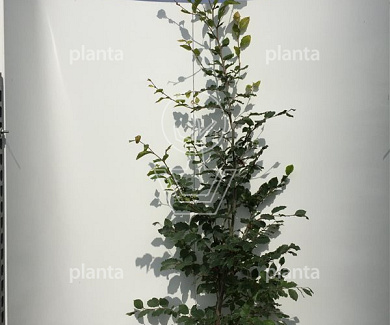 150 tot 175 cm hoog, pot 7.5 liter