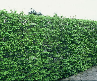 hoogstam leiboom, stamomtrek 12-14 cm, rek 150x120cm, draadkluit