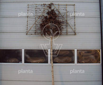 hoogstam leiboom, stamomtrek 16-18 cm, rek 180x120cm, draadkluit