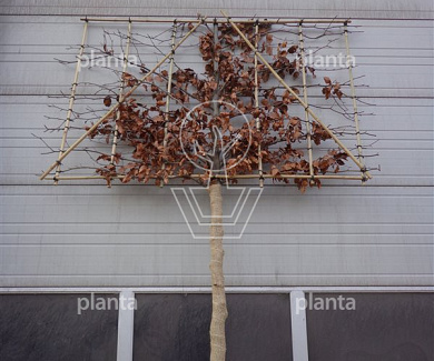 hoogstam leiboom, stamomtrek 20-25 cm, rek 180x120cm, draadkluit