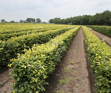 Quick Hedge Haagelement 100cm lang x 80cm hoog