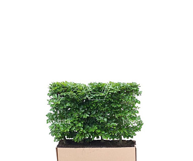 Quick Hedge Haagelement 100cm lang x 80cm hoog