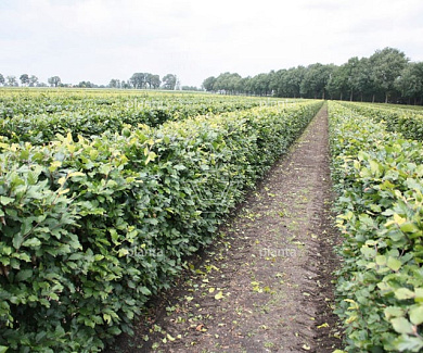 Quick Hedge Haagelement 100cm lang x 120cm hoog