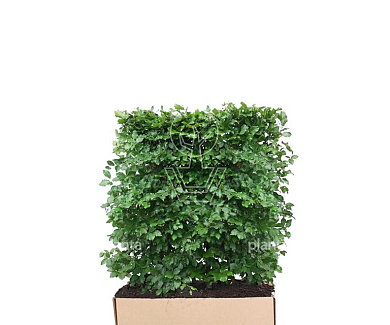 Quick Hedge Haagelement 100cm lang x 120cm hoog