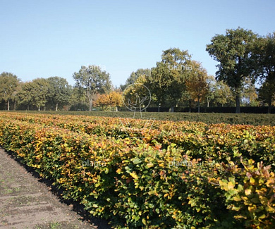 Quick Hedge Haagelement 100cm lang x 150cm hoog