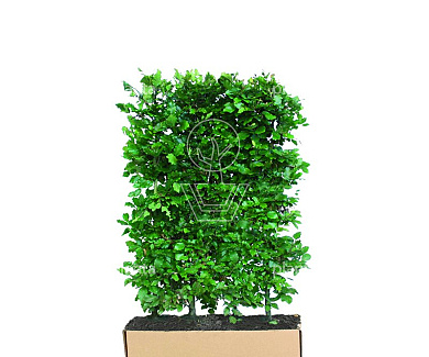 Quick Hedge Haagelement 100cm lang x 150cm hoog