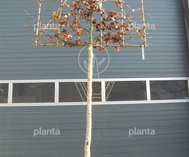 hoogstam leiboom, stamomtrek 12-14 cm, rek 150x120cm, draadkluit