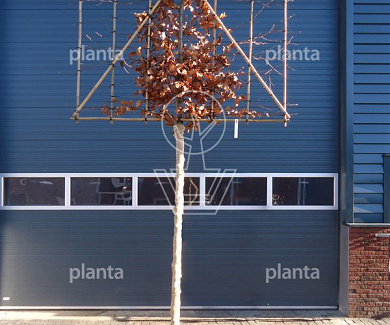 hoogstam leiboom, stamomtrek 18-20 cm, rek 180x120cm, draadkluit