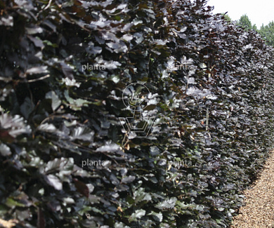 Quick Hedge Haagelement 100cm lang x 200cm hoog