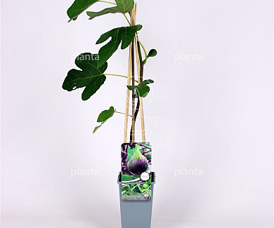 50 tot 60 cm hoog, pot 2 liter