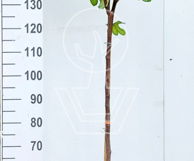 halfstamboom, stamomtrek 8-10 cm, in pot