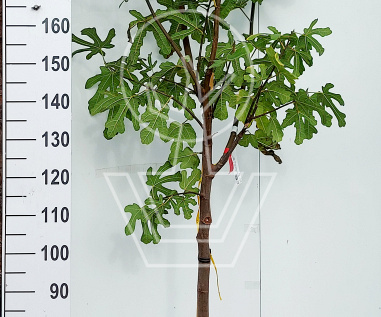 halfstamboom, stamomtrek 8-10 cm, in pot