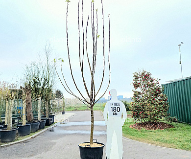 halfstamboom, stamomtrek 16-18 cm, in pot