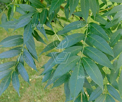  60- 100, W, 1+1 (PER 25, PRIJS/STUK)