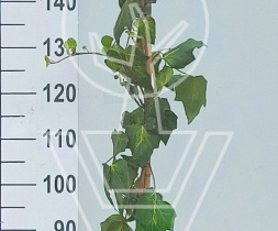 175-200, C5, STOK