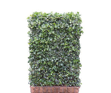Mobilane kant en klaar haag, LxH 120x180cm, cocopeat 'pot'