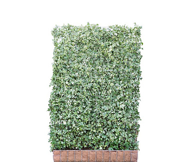 Mobilane kant en klaar haag, LxH 120x180cm, cocopeat 'pot'