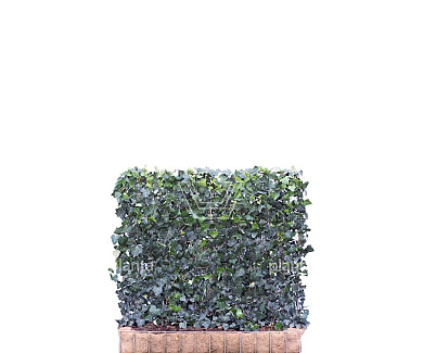 Mobilane kant en klaar haag, LxH 120x100cm, cocopeat 'pot'