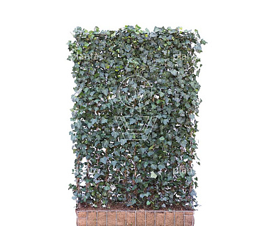 Mobilane kant en klaar haag, LxH 120x180cm, cocopeat 'pot'