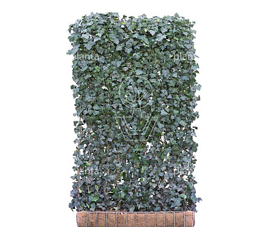 Mobilane kant en klaar haag, LxH 120x200cm, cocopeat 'pot'