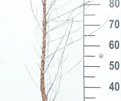 100-125, C7.5       