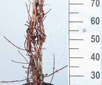 80 tot 100 cm hoog, pot 10 liter