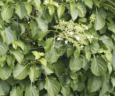 Quick Hedge HAAGELEMENT (L)100x(H)180