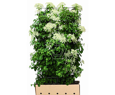 Quick Hedge HAAGELEMENT (L)100x(H)180