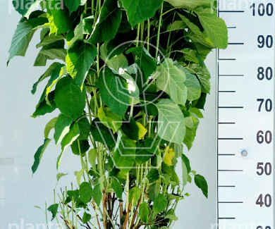 80 tot 100 cm hoog, pot 12 liter